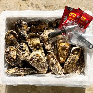 하고잽이수산 솔 세척 프리미엄 통영 석화 굴 (조개칼+회초장증정), 1박스, 10kg