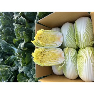 양띠농부 베타배추 항암배추 속노란배추 알배기배추 2월 22일 명절이후 발송, 4kg, 1개