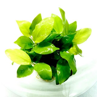 皇家水族 黃金小榕《1盆》黃金榕 不需co2 陰性草 前景草 水草, 數量5盆以上