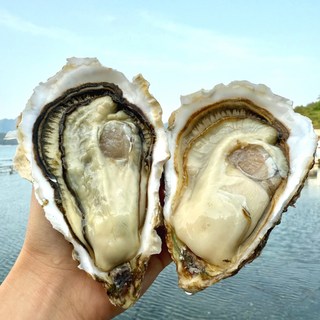 [도착보장] 통영 석화 브러쉬 세척 전문 깨끗한 프리미엄 각굴 새벽조업발송, 1개, 세척 석화 15kg