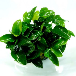 皇家水族迷你小榕《1盆》不需CO2陰性草前景草水草, 1個, 數量5盆以上