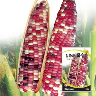 세계종묘 얼룩이찰옥수수 150립 종자 씨앗 찰지고 알록달록 예쁜 얼룩찰 알록이 옥수수, 1개