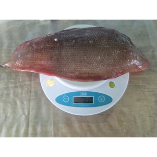 청정한 밥상 반건조 손질 반찬용 국내 자연산 참서대 산지직송, 1개, 충중량800g(마리당250g)전후