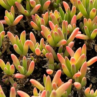 苔鑽 冰花 冰花番杏/番杏科/冰草/彩色多肉/塊根植物/網紅植物/多肉植物/送禮小品/辦公室/家庭植物, 1個, 1顆-冰花種球（裸根寄送）,（休眠）種球的大小約1-3公分