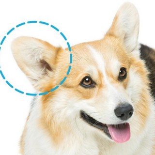 더독 닥터플래너 하이제닉 이어 클린 패드40p, 1개