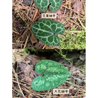 苔鑽 大花細辛/花葉細辛/植株大小約3-10公分左右/雨林植物/草本植物/觀葉植物/微景觀/盆栽/辦公室小品, 1個, 一株，大花細辛（裸根寄送）,植株大小約3-10公分（不含盆土）