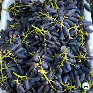 고당도 블랙사파이어 포도 씨없는 가지포도, 1박스, 블랙사파이어 4kg