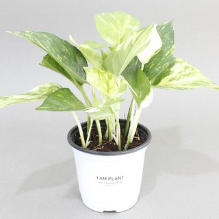 스킨답서스 실내 공기정화식물 화분 화이트포트 플랜테리어, 1개, 식물단품