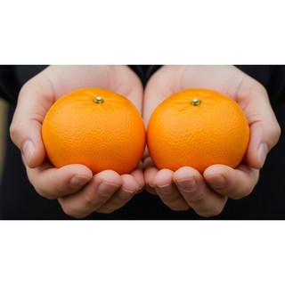 [프리미엄] 조생귤 당일배송 친환경재배 자연농법 명품과일 당일수확 산지직송, 1개, 3kg [로얄과]