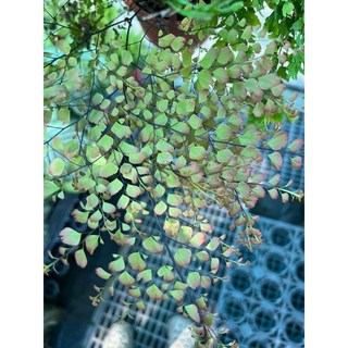 霏霏園藝孔雀蕨 室內盆栽植物 易於照料 增添綠意 淨化空氣