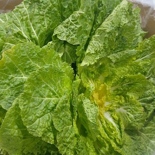 국내산 봄동 배추, 1박스, 2kg