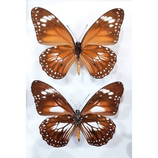 蟲新發現 蝴蝶標本A1 Danaus affinis 未展翅乾貨，精美蝴蝶裝飾品，自然藝術收藏品，長期保存, 1個