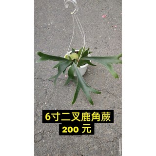 霏霏園藝圓盾鹿角蕨6吋盆栽 仿真植物壁掛裝飾 室內綠植盆景, 1個