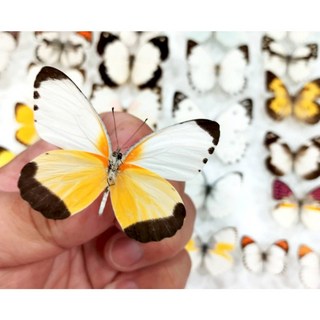 蟲新發現 蝴蝶標本A1 Mylothris chloris 未展翅乾貨