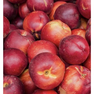 복숭아나무 묘목 접목1년생 황도 백도 천도 신비, 1개, 신비복숭아묘목