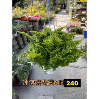霏霏園藝冰淇淋腎蕨盆栽 療癒系室內植物 輕鬆打造綠意生活
