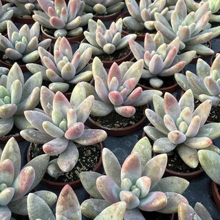 沅鈺農場 多肉植物 一吋盆 櫻花秋麗 (多肉盆栽、療癒植物、辦公室小物), 1個