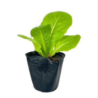 [모종가게] 청상추 모종 / 쌈 채소 야채 텃밭 키우기 상추, 1개