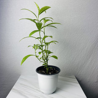 식집사팜 야래향 중형 공기정화식물 벌레잡이 모기퇴치식물, 1개