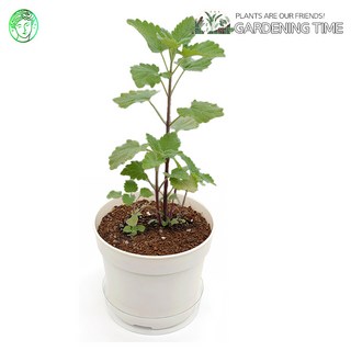 예스통상 <씨앗 식물 키우기 재배키트 50종> 모음전2 / 강낭콩키우기 토마토키우기 원예체험 텃밭가꾸기 새싹키우기, 55. 캣그라스_캣닢