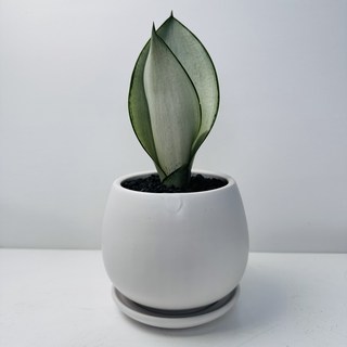 문샤인 산세베리아 실내공기정화식물 집들이선물 개업화분 승진화분 데스크테리어 앙비까사토분 윤스가든, 1.문샤인_볼항아리