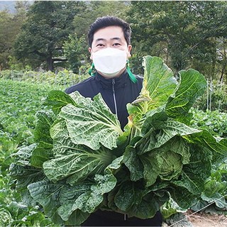 청정 강원 평창 무르지 않는 명품 고랭지 절임배추 20KG 김장 전날 받으세요. 아무날짜나 선택하시고 주문시 메시지에 연락처랑 날짜 입력해 주세요. 확인문자드려요~, 김장 전날 11월 17일 도착, 1박스