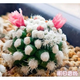 苔鑽 明日香姬 乳突球屬 療癒 雪球 仙人球 仙人掌/植株約3cm/多肉植物/防輻射/辦公室小物/盆栽/室內外皆可, 明日香姬（一顆）,裸根寄出（無根）, 1個