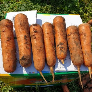 신선한 제주 구좌 햇 흙당근 3kg 5kg 10kg, 1개, 3kg(왕특과)