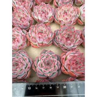 5 MC多肉園 嚴選進口多肉植物 有選項可挑選 多肉盆栽, 1個, 星空