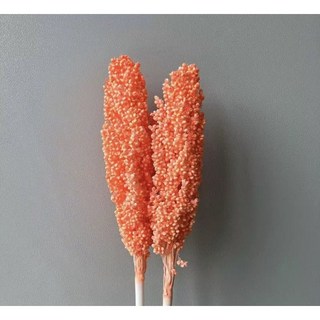 特價秒殺 高粱天然乾花真花永生花束 雲南乾燥花室內裝飾 拍攝道具 居家擺設 文創小物 送禮推薦, 橙色一束2-3支