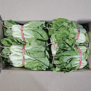 클릭마켓 국내산 얼갈이배추 얼갈이 단배추, 4kg, 1개