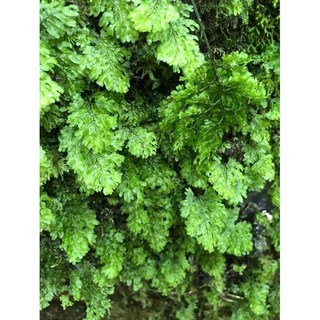 苔鑽 買2送1 青綠膜蕨 片裝10*10cm 蕨類植物 觀葉植物 迷你盆栽 療癒蕨品 居家飾品, 青綠膜蕨,片裝10*10cm, 1個