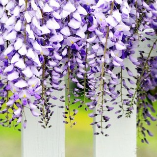 프래그런스오일 위스테리아 (영국) 50ML 디퓨저 오일향수 소이캔들 18, 향, 1개