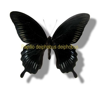 蝴蝶標本A1 印尼大鳳蝶 展翅13-14CM 產地：印尼 /Papilio屬極大型種/, 未展翅乾貨