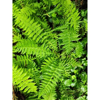 苔鑽 縮羽金星蕨 1株 (約3-4根) / 蕨類植物 / 蕨類小品 / 觀葉植物 / 迷你盆栽, 縮羽金星蕨,一株（約3～4根，裸根寄送）, 1個