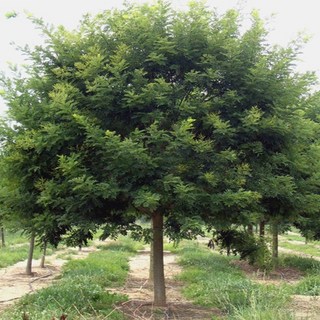 회화나무 묘목 실생2년 특묘 약용수 가로수 정원용 조경나무 노지월동 활염수 회화 나무 (목하원예조경), 1개