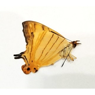 蟲新發現 蝴蝶標本A1 黃色地圖蝶 未展翅乾貨, 1個