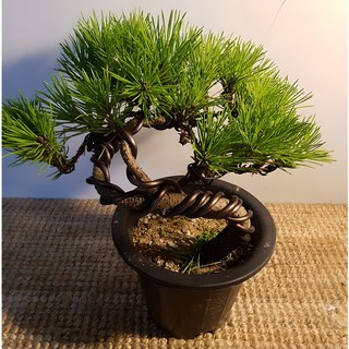 에덴농원 소나무분재 (수형이 좋고 건강한아이에요) 높이 25~30cm, 1개