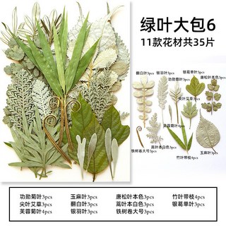 葉子大包系 真花壓花 永生花 綠葉材料包 少女寫真 壁畫 DIY水晶滴膠 乾燥花 植物標本, 綠葉大包6