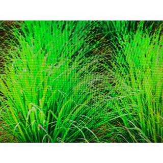 香茅精油 -1Kg- 新鋁瓶分裝 產地台灣, 1個