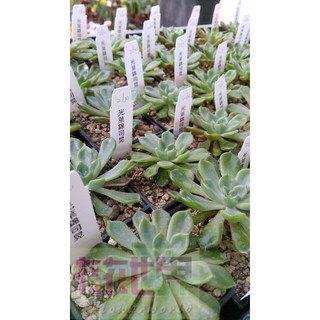 多肉植物-仙人掌-室內盆栽-【 光葉錦司晃 】- 3吋盆 - 帶來愉快心情的肉肉 - 花花世界玫瑰園, 1個