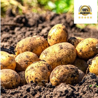 국내산 강원도 계진 두백 감자 햇감자, 1개, 못난이상 감자 5kg