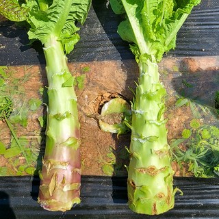 당일수확 국내산 생궁채 궁채 궁채나물 줄기상추, 자색궁채, 1개, 1kg