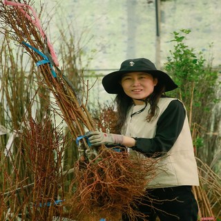 복숭아나무묘목(백도 경봉 황도 천도 신비복숭아 옐로드림)/복숭아 나무 접목묘 판매합니다., 중묘, 1개, 신비(천도+백도)접목묘
