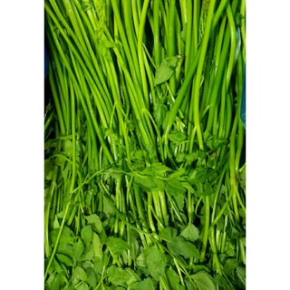 국내산 전라도 산지직송 싱싱 돌 미나리 1kg 4kg (박스포함) 알뜰농장, 1개