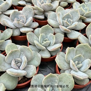 多肉植物盆栽 療癒系辦公室居家綠植盆栽, 一吋盆, 1個