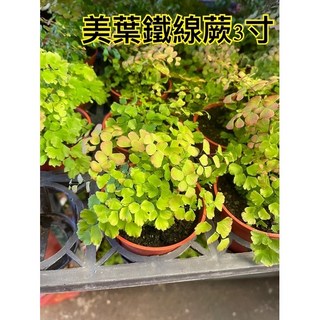 霏霏園藝 美葉鐵線蕨3寸盆栽 清新綠意 淨化空氣 居家辦公室擺設 特價優惠中, 1個