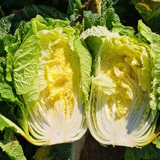 강원도 고랭지 절임배추 20kg(4~9포기내외) (배송메세지란 희망도착일 필수입력), 1개, 20kg