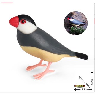 SPG 隨草憶境 高品質仿真 文鳥模型 白文鳥 公仔, 1個, 單入