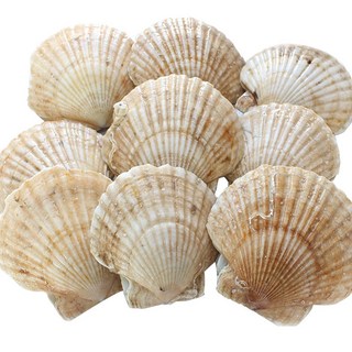 대왕 참가리비 캠핑가리비 구이, 1개, 참가리비 1kg (14-22미)